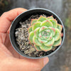 Echeveria Pink Crystal