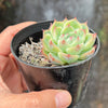 Echeveria Pink Crystal