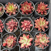 Echeveria Red Psyche