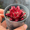 Echeveria Red Psyche