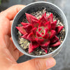 Echeveria Red Psyche