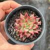 Echeveria Red Psyche