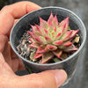 Echeveria Red Psyche