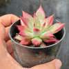 Echeveria Red Psyche