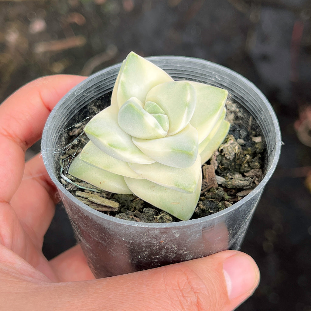 Crassula Moonglow variegata