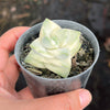 Crassula Moonglow variegata