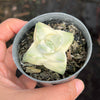 Crassula Moonglow variegata