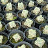 Crassula Moonglow variegata