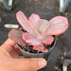 Echeveria Angel Wings Variegata