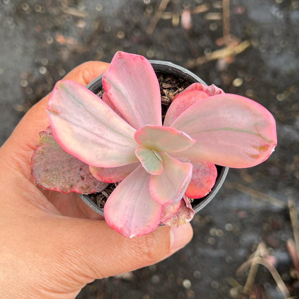 angel wing succulent Echeveria Angel Wings Variegata – LET LOVE GROW (Succulent & Cactus)