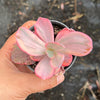 Echeveria Angel Wings Variegata