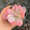Echeveria Angel Wings Variegata
