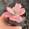 Echeveria Angel Wings Variegata