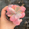 Echeveria Angel Wings Variegata