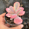 Echeveria Angel Wings Variegata