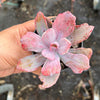 Echeveria Angel Wings Variegata