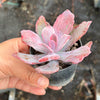 Echeveria Angel Wings Variegata