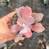 Echeveria Angel Wings Variegata