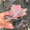 Echeveria Angel Wings Variegata