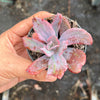 Echeveria Angel Wings Variegata