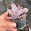 Echeveria Angel Wings Variegata