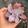 Echeveria Angel Wings Variegata