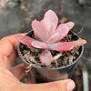 Echeveria Angel Wings Variegata