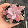 Echeveria Angel Wings Variegata