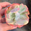 Echeveria Beyonce Rainbow Variegated (young plant)(no drops)
