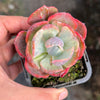 Echeveria Beyonce Rainbow Variegated (young plant)(no drops)