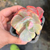 Echeveria Beyonce Rainbow Variegated (young plant)(no drops)
