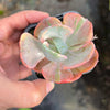 Echeveria Beyonce Rainbow Variegated (young plant)(no drops)