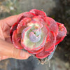 Echeveria Beyonce Rainbow Variegated (young plant)(no drops)
