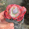 Echeveria Beyonce Rainbow Variegated (young plant)(no drops)