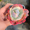 Echeveria Beyonce Rainbow Variegated (young plant)(no drops)