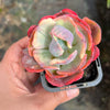 Echeveria Beyonce Rainbow Variegated (young plant)(no drops)