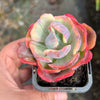 Echeveria Beyonce Rainbow Variegated (young plant)(no drops)