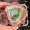 Echeveria Beyonce Rainbow Variegated (young plant)(no drops)