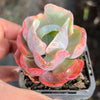 Echeveria Beyonce Rainbow Variegated (young plant)(no drops)