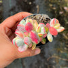 Cotyledon Orbiculata cv. Short Round Leaf variegated