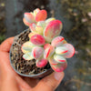 Cotyledon Orbiculata cv. Short Round Leaf variegated