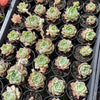Echeveria 'Hyalina Rose'