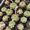 Echeveria 'Hyalina Rose'