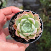 Echeveria 'Hyalina Rose'