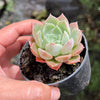 Echeveria 'Hyalina Rose'