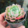 Echeveria 'Hyalina Rose'