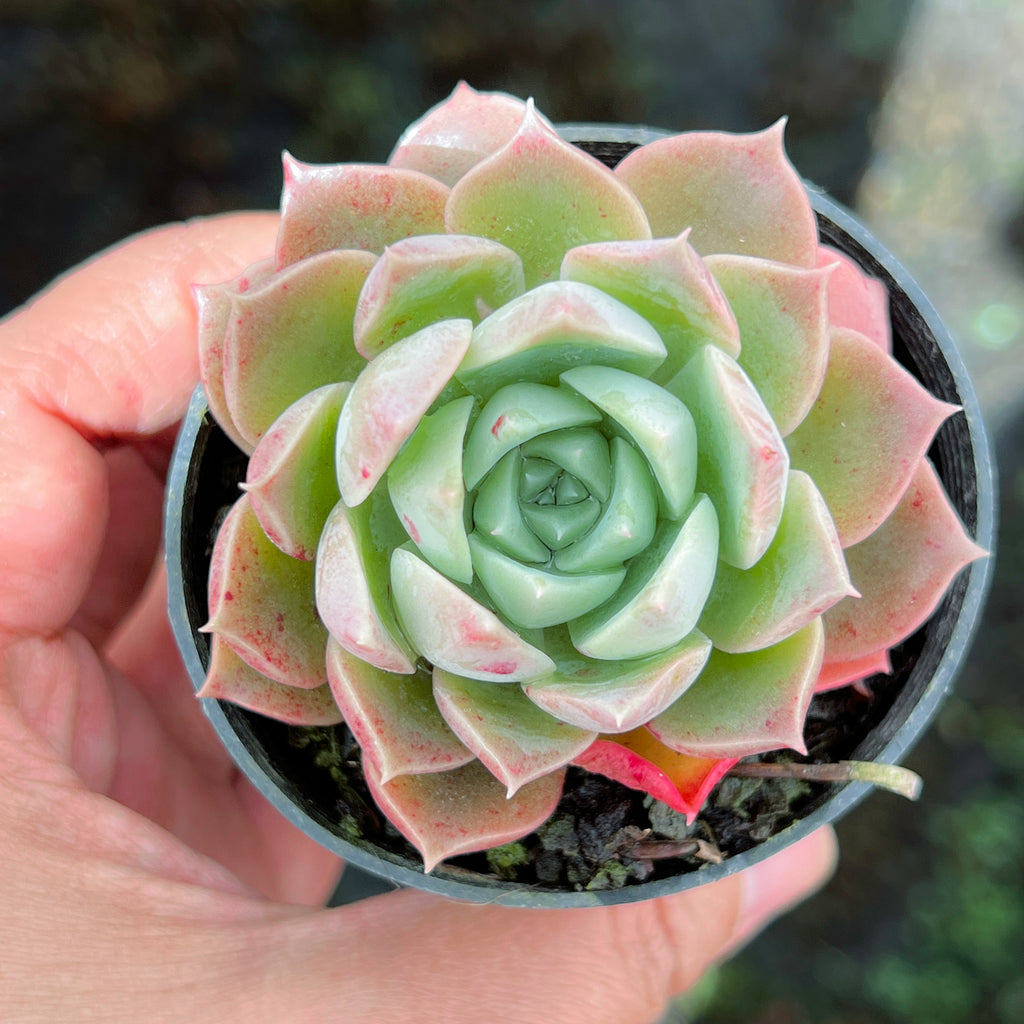 Echeveria 'Hyalina Rose'