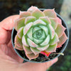 Echeveria 'Hyalina Rose'