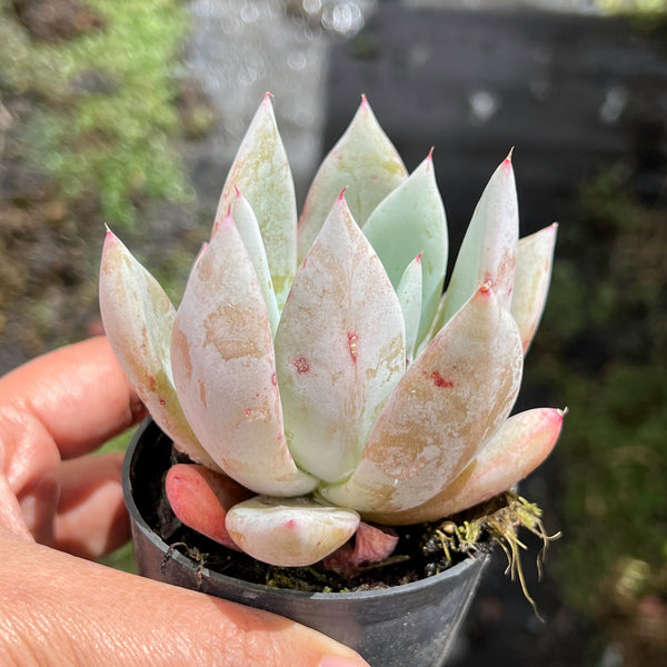 mexican giant succulent Echeveria colorata 'Mexican Giant' – LET LOVE GROW (Succulent & Cactus)
