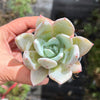 Echeveria colorata 'Mexican Giant'